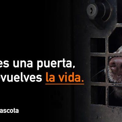 JSE lanza la campaña "Si les abres una puerta, les devuelves la vida" contra el maltrato animal.